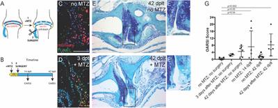 Regeneration of Jaw Joint Cartilage in Adult Zebrafish